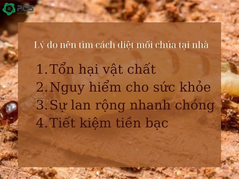 Cách diệt mối chúa tại nhà 